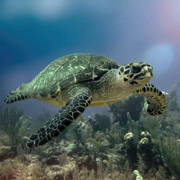 Shot Sea Turtles Deep Water — Stock Photo, Image