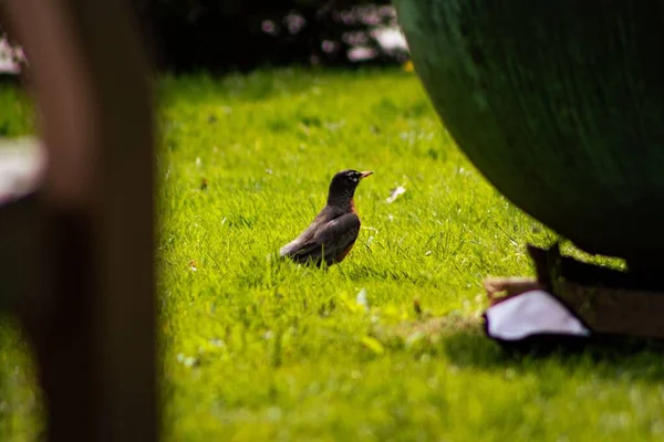 Eine Selektive Fokusaufnahme Eines Amerikanischen Rotkehlchens Turdus Migratorius — Stockfoto