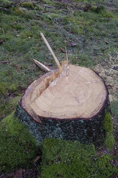 木の切り株の垂直閉鎖ショット — ストック写真