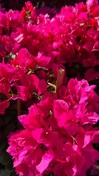 Вертикальный Крупный План Красивых Бугенвиллийских Цветов — стоковое фото