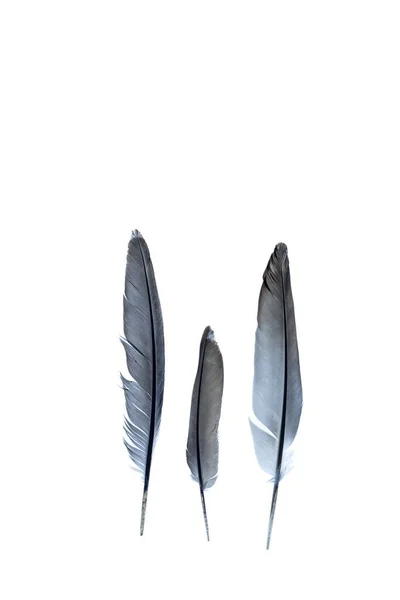 Eine Vertikale Aufnahme Von Drei Federn Isoliert Auf Weißem Hintergrund — Stockfoto