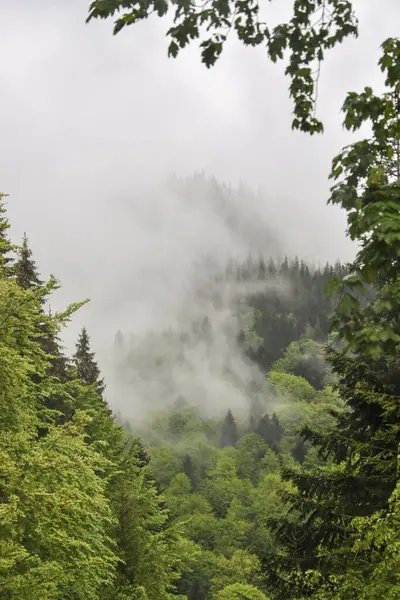 Une Belle Forêt Dans Les Montagnes Des Carpates Avec Ciel — Photo