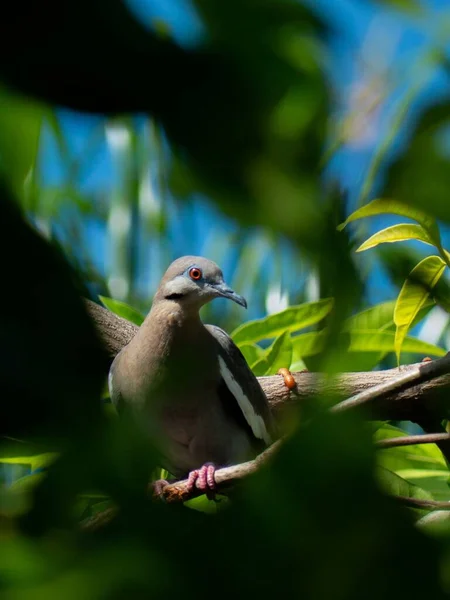 비둘기의 — 스톡 사진