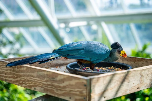 Detailní Záběr Velkého Modrého Turakového Ptáka Sedícího Podavači Zoo — Stock fotografie