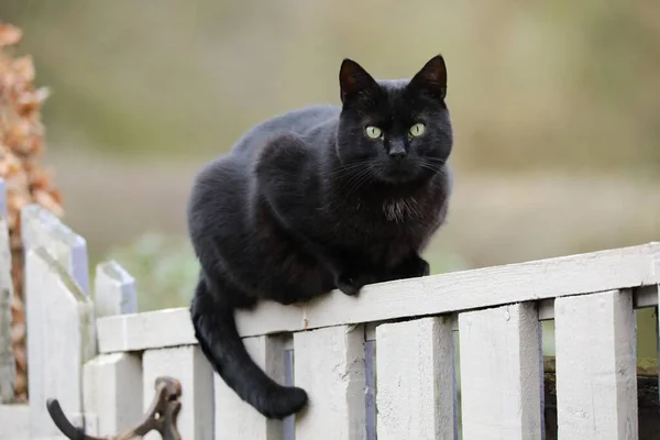 Gatto Nero Seduto Una Recinzione Bianca — Foto Stock