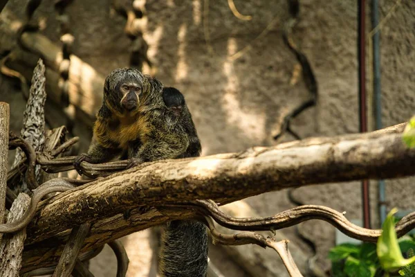 Beau Cliché Singe Saki Sur Arbre — Photo