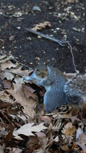 Ein Vertikaler Schuss Eines Eichhörnchens Auf Trockenem Laub Wald — Stockfoto