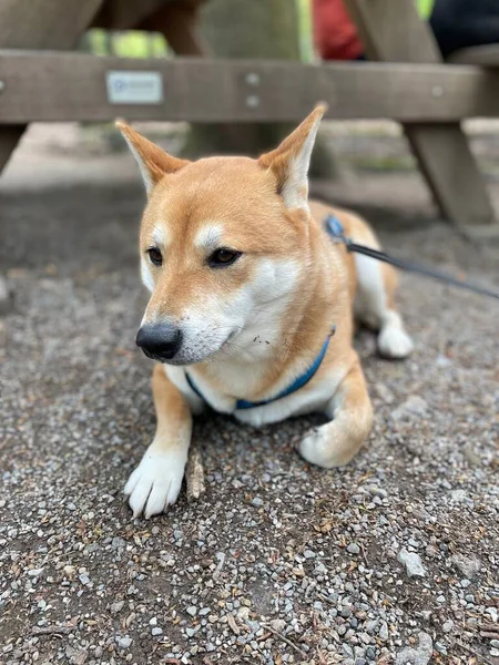 Egy Közeli Felvétel Egy Cuki Shiba Inu Kutyáról Amint Földön — Stock Fotó