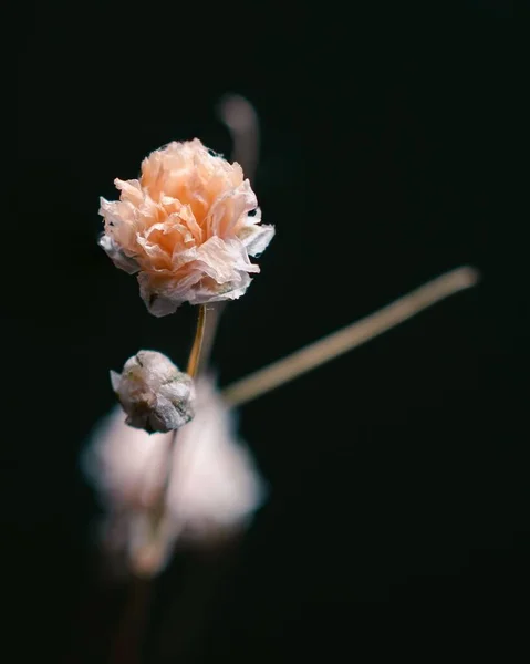 Κάθετη Μακροσκοπική Λήψη Αποξηραμένου Λουλουδιού Στο Μαύρο Φόντο — Φωτογραφία Αρχείου