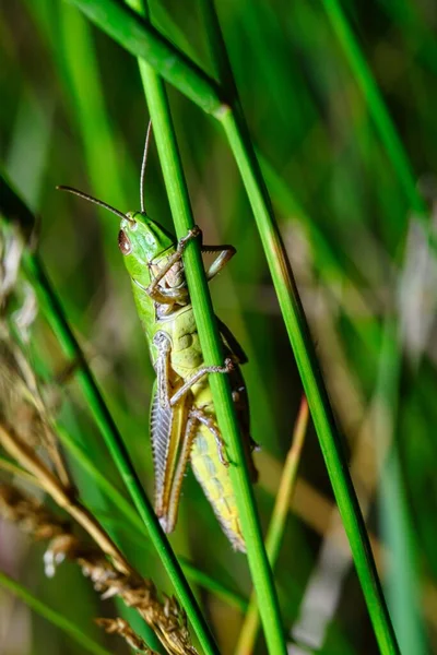 Pohled Kobylku Přírodním Prostředí Zelené Trávě — Stock fotografie