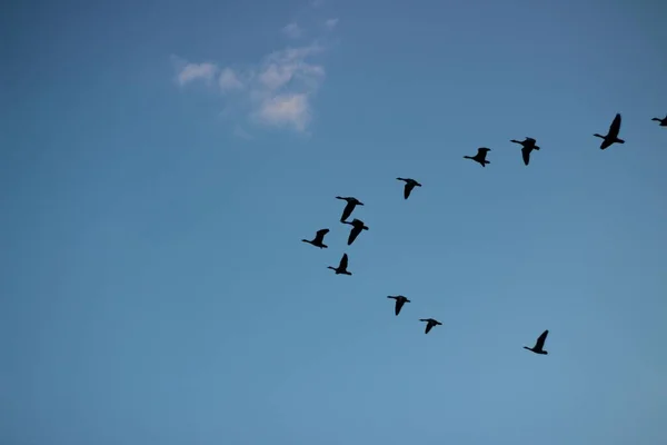Ένα Μεταναστευτικό Σμήνος Πουλιών Στη Μέση Της Πτήσης Στον Ουρανό — Φωτογραφία Αρχείου