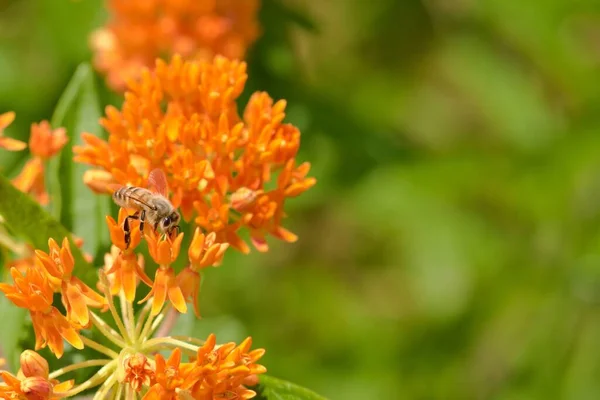 オレンジのミルクウェッドの上の蜂のクローズアップ アスクレピアス — ストック写真