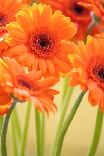 Egy Függőleges Lövés Narancs Transvaal Százszorszép Virágok Homályos Háttérrel — Stock Fotó
