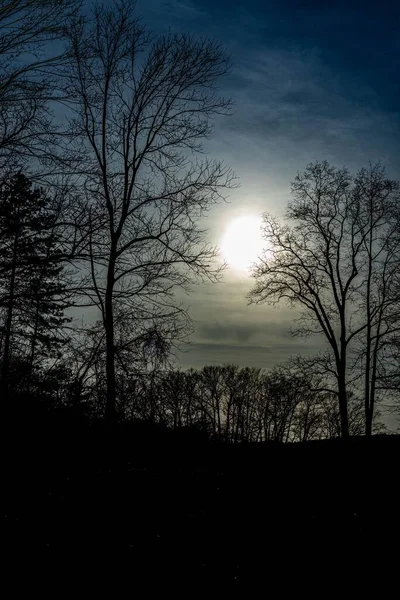 Silhuett Torkade Träden Och Blå Himmel Kvällen — Stockfoto