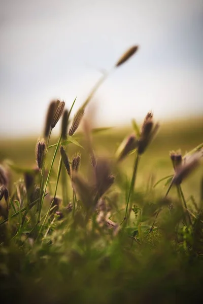 Vista Vertical Das Plantas Setaria Viridis Campo Verde Com Fundo — Fotografia de Stock