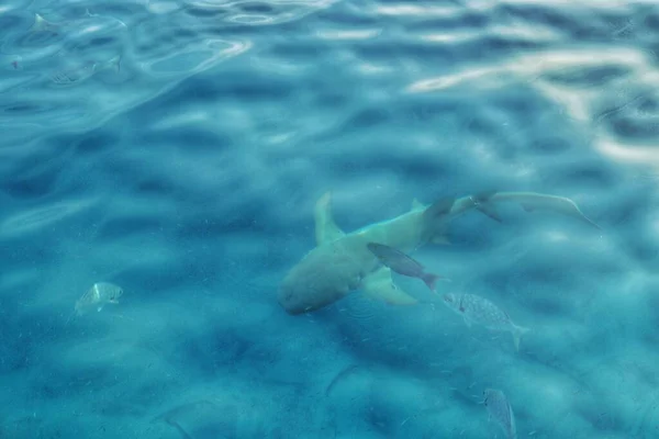 泳いでいる魚と晴れた日の美しい青い海の水の景色 — ストック写真