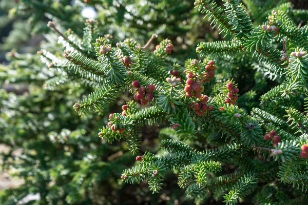 Close Shot Young Pine Cones Growing Branches — Stock Photo, Image