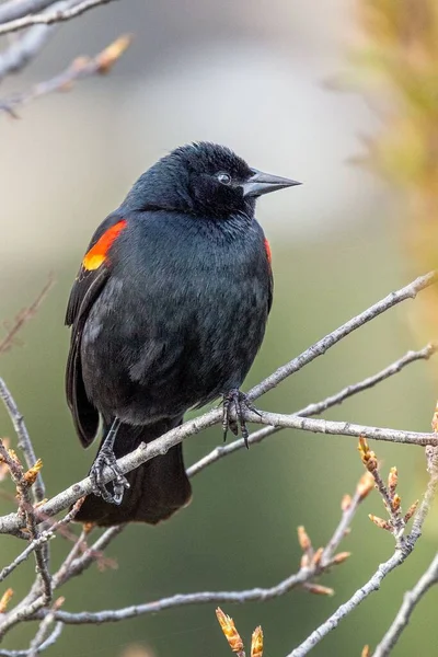 木の枝の上の美しい赤い翼の黒い鳥の垂直閉鎖 — ストック写真