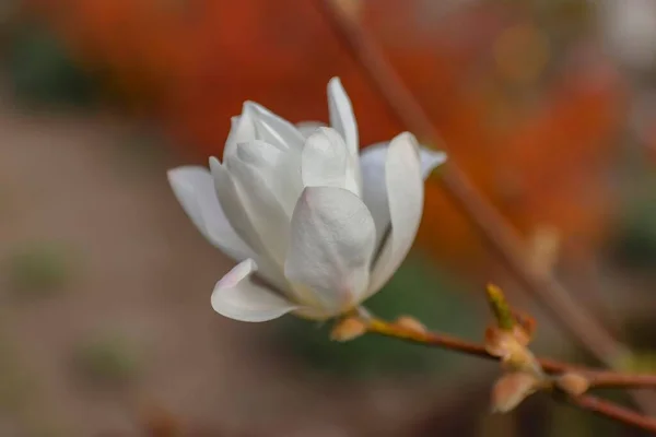 庭の白い星のマグノリアの花の閉鎖 — ストック写真