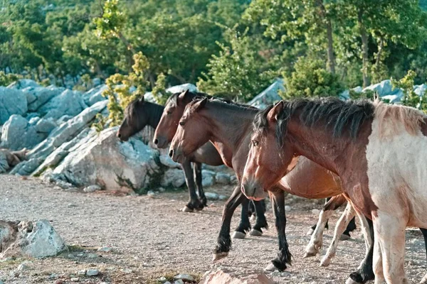 Hırvatistan 'ın Biokovo kentinde yabani atların seçici odak noktası