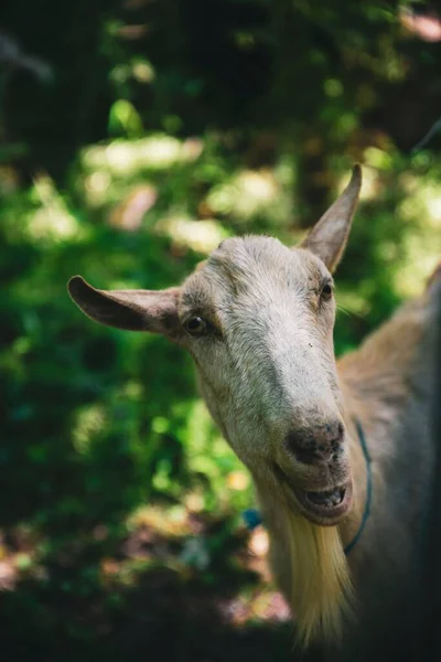 Eine Vertikale Nahaufnahme Einer Glücklichen Ziege Mit Offenem Maul Einem — Stockfoto