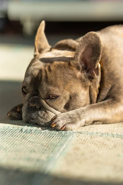 Vertical Shot French Bulldog Lying Sleeping Carpet — Stock Photo, Image