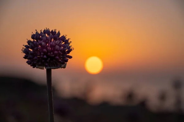 Puesta Sol Las Islas Tremiti Entre Acantilados Flores Ajo Silvestre —  Fotos de Stock