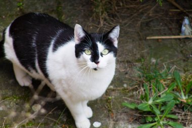 Kameraya bakan siyah beyaz bir kedinin yakın çekimi.