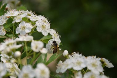 Küçük bir arı makrosu güzel beyaz çiçeklerden nektar topluyor.