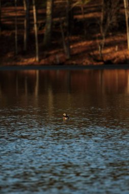 Su yüzeyindeki bir dabchick