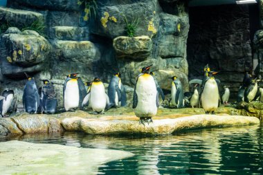 Bir hayvanat bahçesindeki göl kıyısındaki imparator penguen sürüsü.