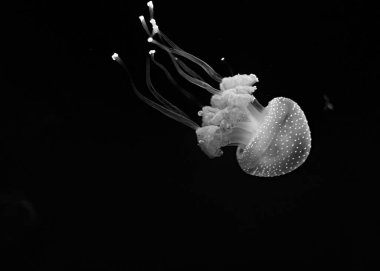 Karanlık suda yüzen bir denizanasının gri pulu.