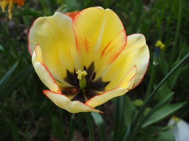 Yeşil yapraklı arka planda sarı bir bahçe lalesinin yüksek açılı makrosu.