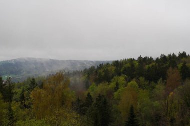 Ormandaki sık ağaçlar Bulutlu bir gökyüzünün altında