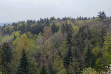 Ormandaki sık ağaçlar Bulutlu bir gökyüzünün altında