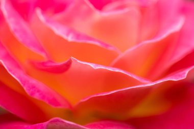 Parlak pembe bir gülün ayrıntıları