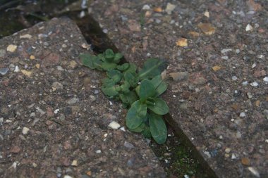 Taşların arasından büyüyen bitkinin yakın çekim görüntüsü hayatta kalan doğa.