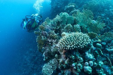 Kızıl Deniz 'de taş mercan ve resiflerin yanında dalış yapan birinin güzel bir fotoğrafı.
