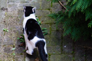 Dışarıda yürüyen siyah beyaz bir kedinin yakın çekimi.
