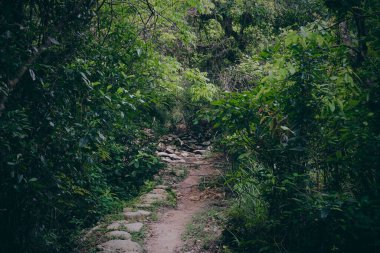 Ormanın ortasında bir patika görüntüsü.