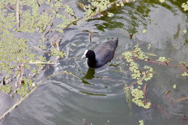 Siyah bir ördek, su bitkileri ve kuru ağaç dallarıyla kaplı bir gölde yüzer.