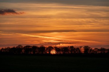 Bir tarladaki ağaçların silueti turuncu bir günbatımı gökyüzüne karşı