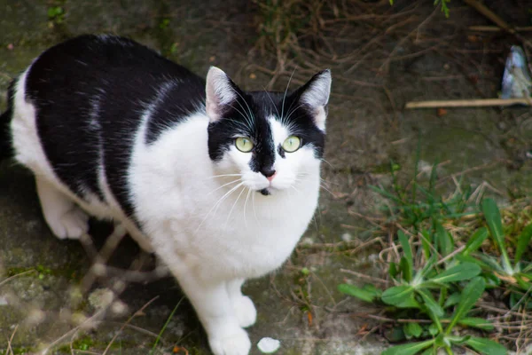Eine Nahaufnahme Einer Schwarz Weißen Katze Die Die Kamera Blickt — Stockfoto