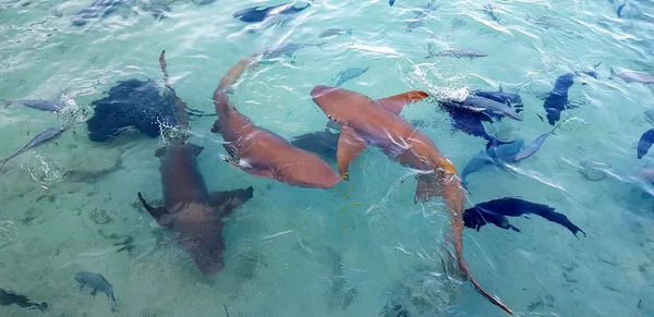 Closeup View Sharks Swimming Indian Ocean Maldives — Stock Photo, Image