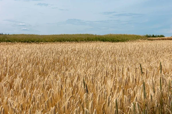背景に青空と緑の茂みを持つ黄金の大麦のフィールド 大麦の熟成耳の農村自然風景 — ストック写真