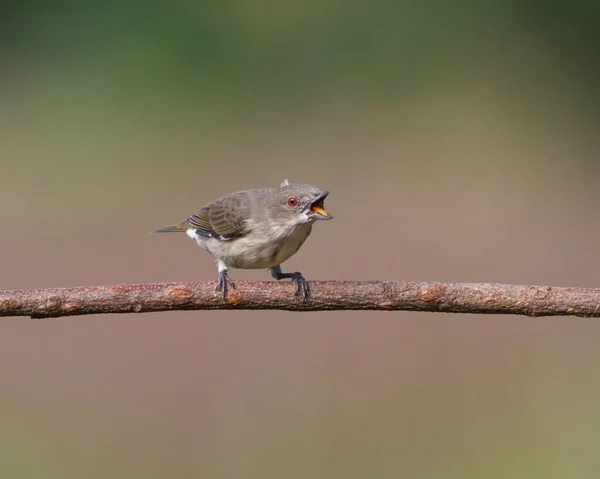 Eine Nahaufnahme Eines Schönen Dickschnabelblütenpeckers Mit Geöffnetem Schnabel Der Auf — Stockfoto