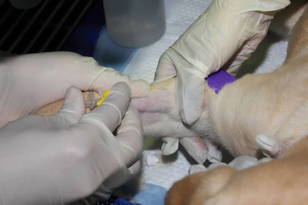 Veterinarian Places Intravenous Cannula Labrador Puppy Begining Surgery — Stock Photo, Image