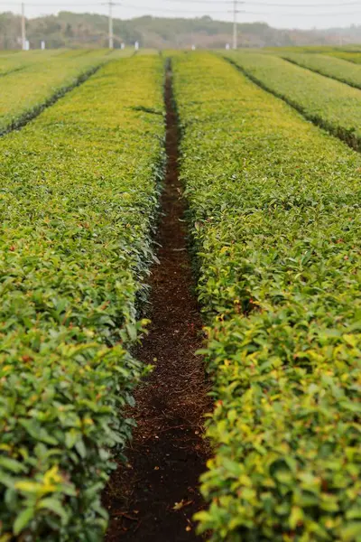 Eine Vertikale Aufnahme Von Teeplantagen — Stockfoto
