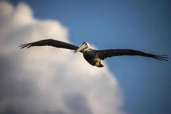 Pelícano Volando Con Fondo Cielo Borroso Género Pelecanus — Foto de Stock