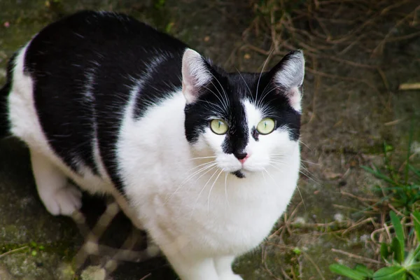 一只黑白相间的猫看着摄像机的特写镜头 — 图库照片
